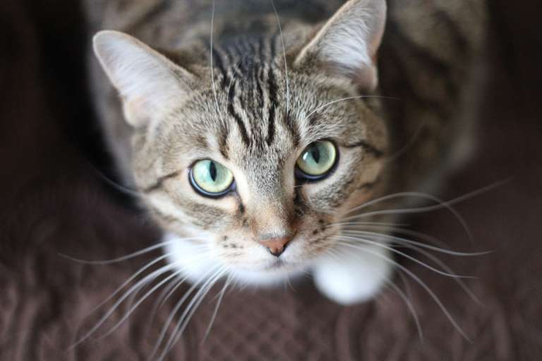 grey cat with green eyes looking into camera