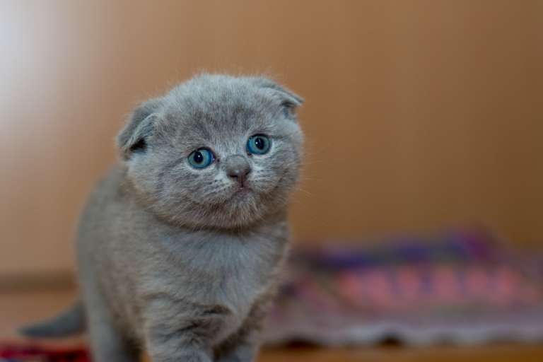 grey cat with blue eyes looking worried