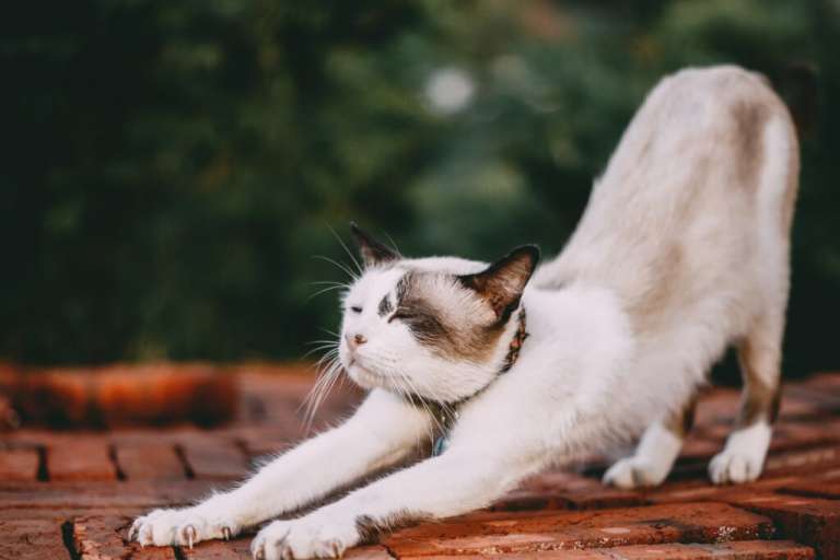 cat trying to stretch