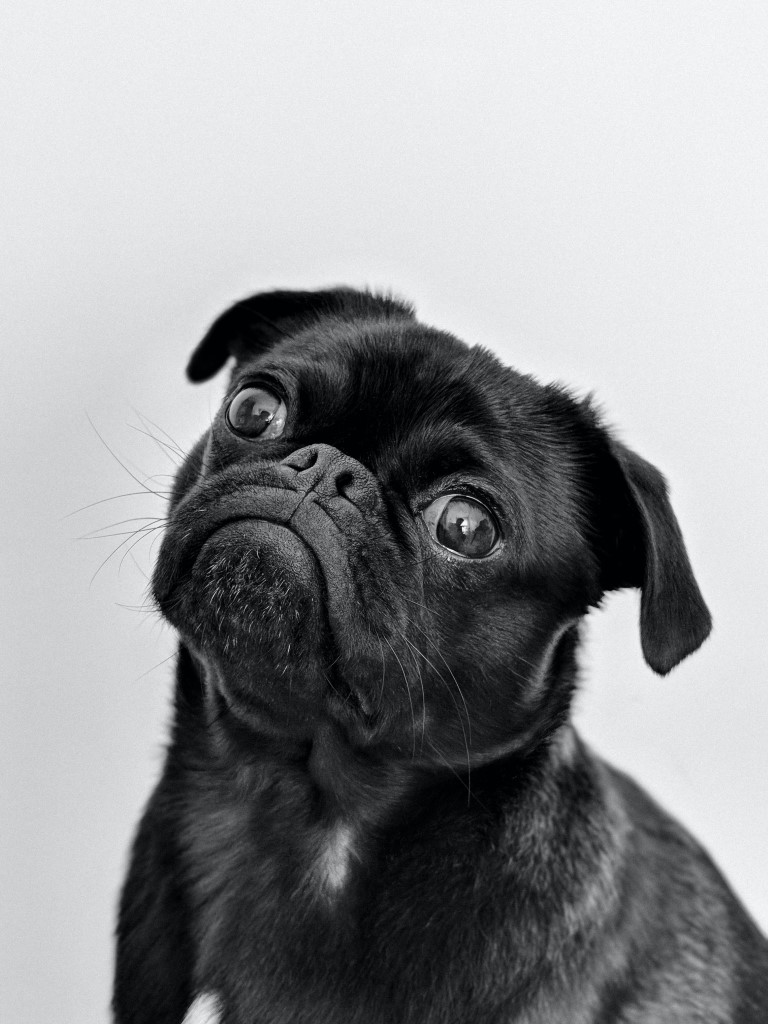 black pug looking upwards