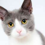grey and white cat looking at the camera