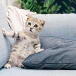 little cat looking worried on a couch