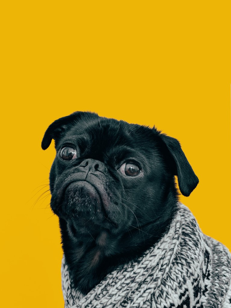 confused looking black pug in a scarf